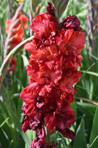 Gladiola Velvet Raspberry (7 gab. paciņā)