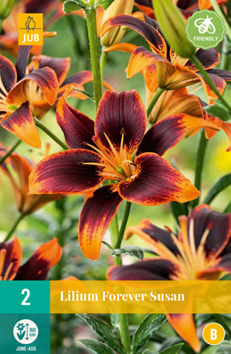 Āzijas lilija Forever Susan 14/16 (2 gab. paciņā)