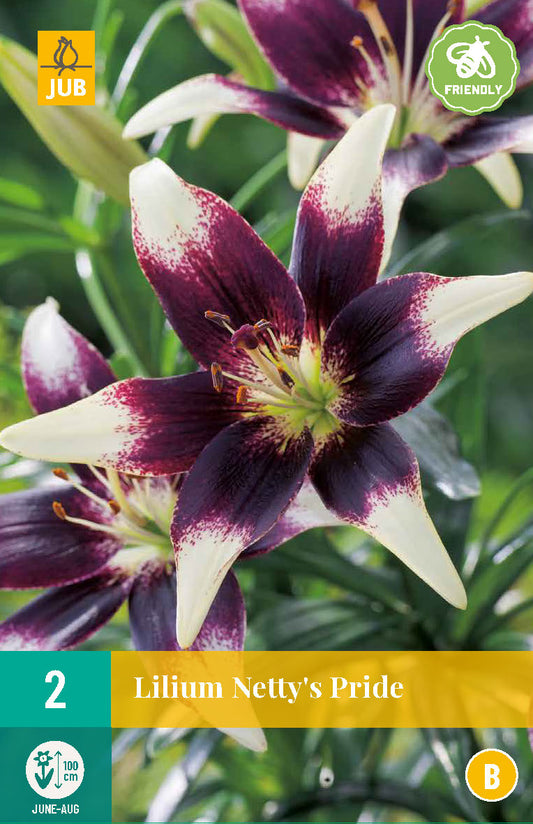 Āzijas lilija Netty'S Pride 14/16 (2 gab. paciņā)