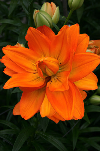 Āzijas lilija Hulk (1 gab. paciņā)