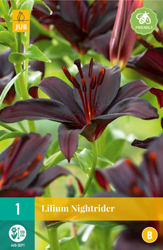 Āzijas lilija Nightrider 16/18 (1 gab. paciņā)