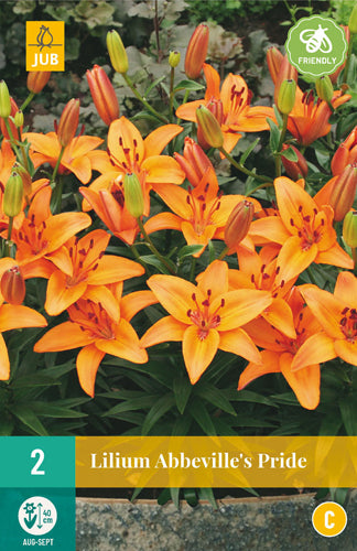 Āzijas lilija, podu Abbeville's Pride 14/16 (2 gab. paciņā)