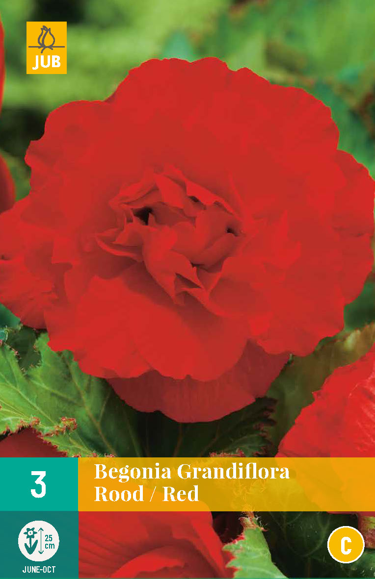 Lielziedu begonija Red 5/6 (3 gab. paciņā)