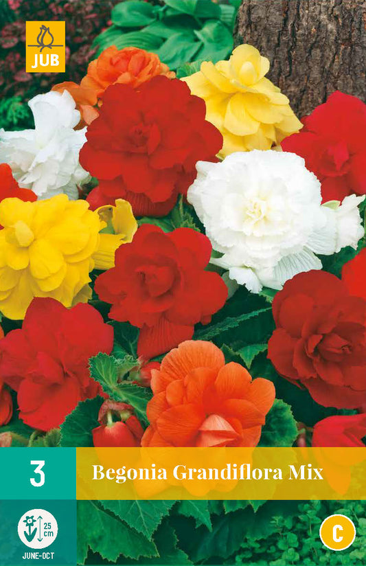 Lielziedu begonija Mix 5/6 (3 gab. paciņā)