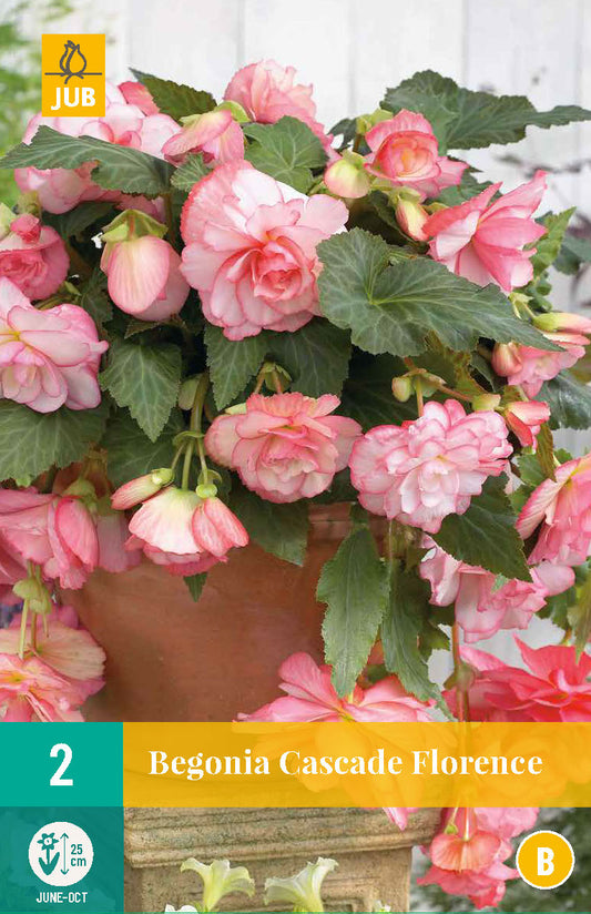 Begonija Cascade Florance 5/6 (2 gab. paciņā)