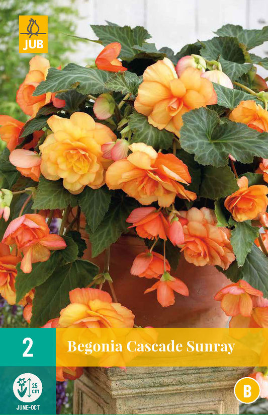Begonija Cascade Sunray 5/6 (2 gab. paciņā)