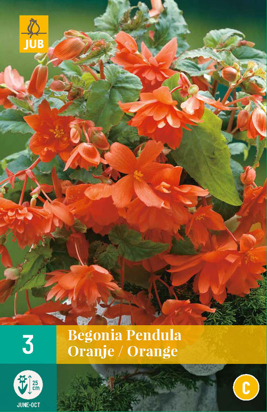 Nokarenā begonija Orange 4/5 (3 gab. paciņā)