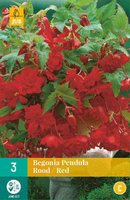 Nokarenā begonija Red 4/5 (3 gab. paciņā)