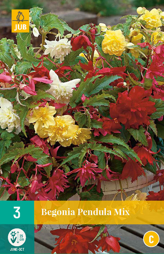 Nokarenā begonija Mix 4/5 (3 gab. paciņā)