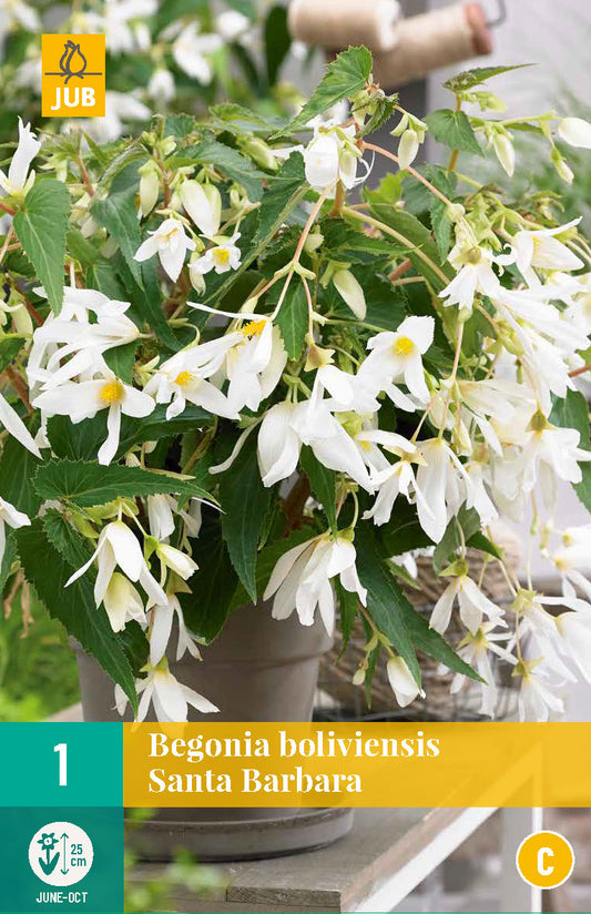 Bolīvijas begonija Santa Barbara 18/20 (1 gab. paciņā)