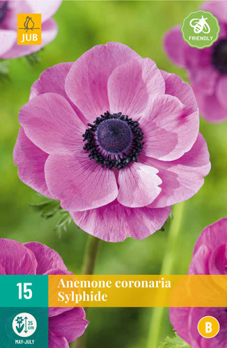 Vainagu anemone Sylphide 5/6 (15 gab. paciņā)