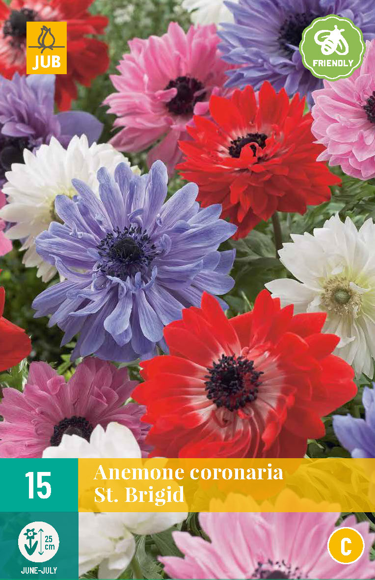 Vainagu anemone St. Brigid Mix 5/6 (15 gab. paciņā)