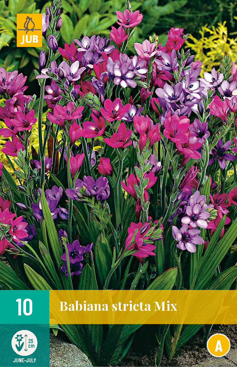 Bletilla Stricta Mix (1 gab. paciņā)