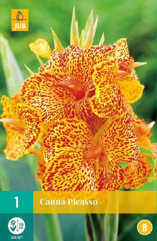 Dārza kanna Picasso (1 gab. paciņā)