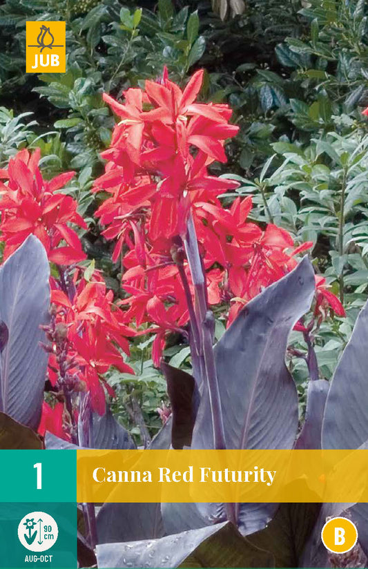 Dārza kanna Red Futurity (1 gab. paciņā)