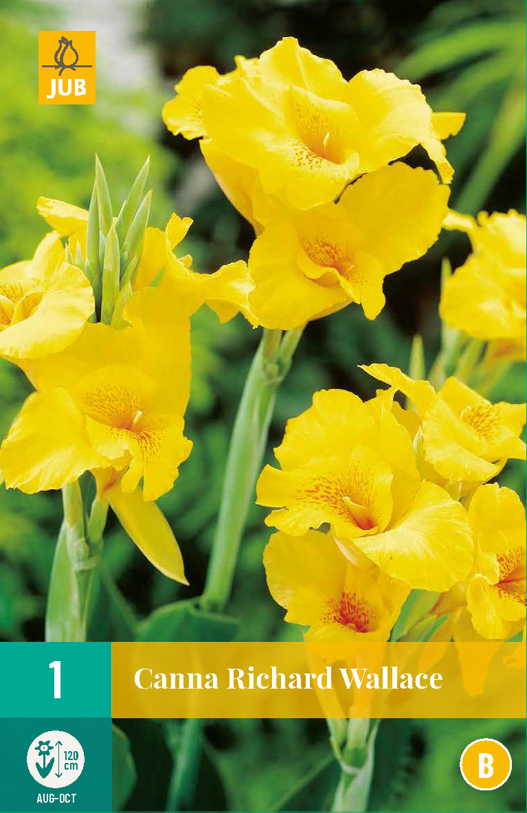Dārza kanna Richard Wallace (1 gab. paciņā)