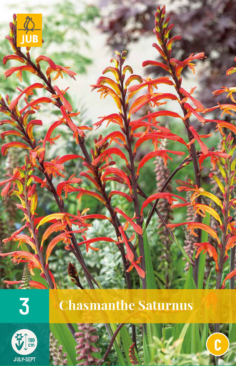 Kasmante Saturnus 12/ +  (3 gab. paciņā)