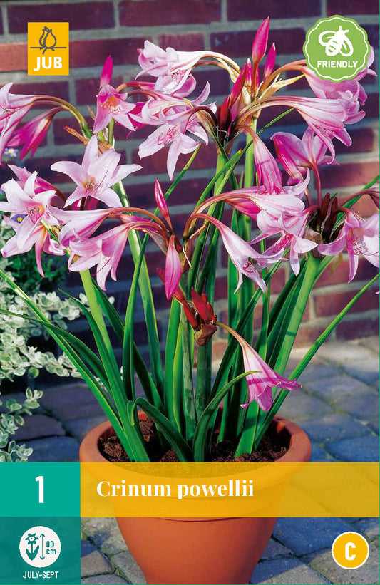 Povela krīnija 20/24 (1 gab. paciņā)