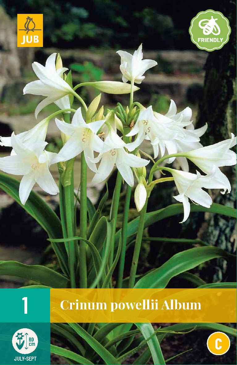 Povela krīnija Album 20/24 (1 gab. paciņā)