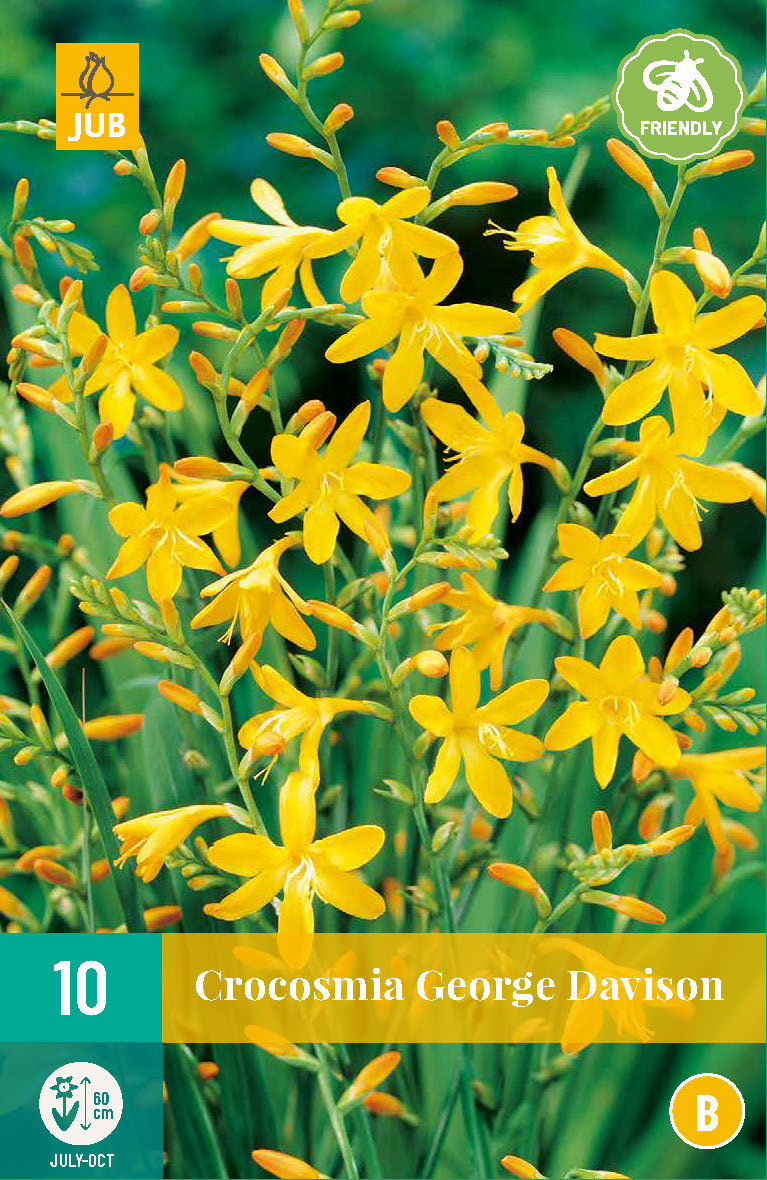 Montbrēcija George Davison 8/ +  (10 gab. paciņā)