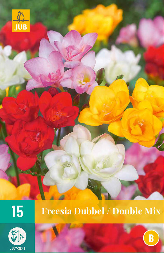 Frēzija Double Mix 5/ +  (15 gab. paciņā)