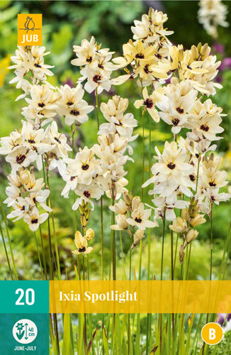 Iksija Spotlight 5/+ (20 gab. paciņā)