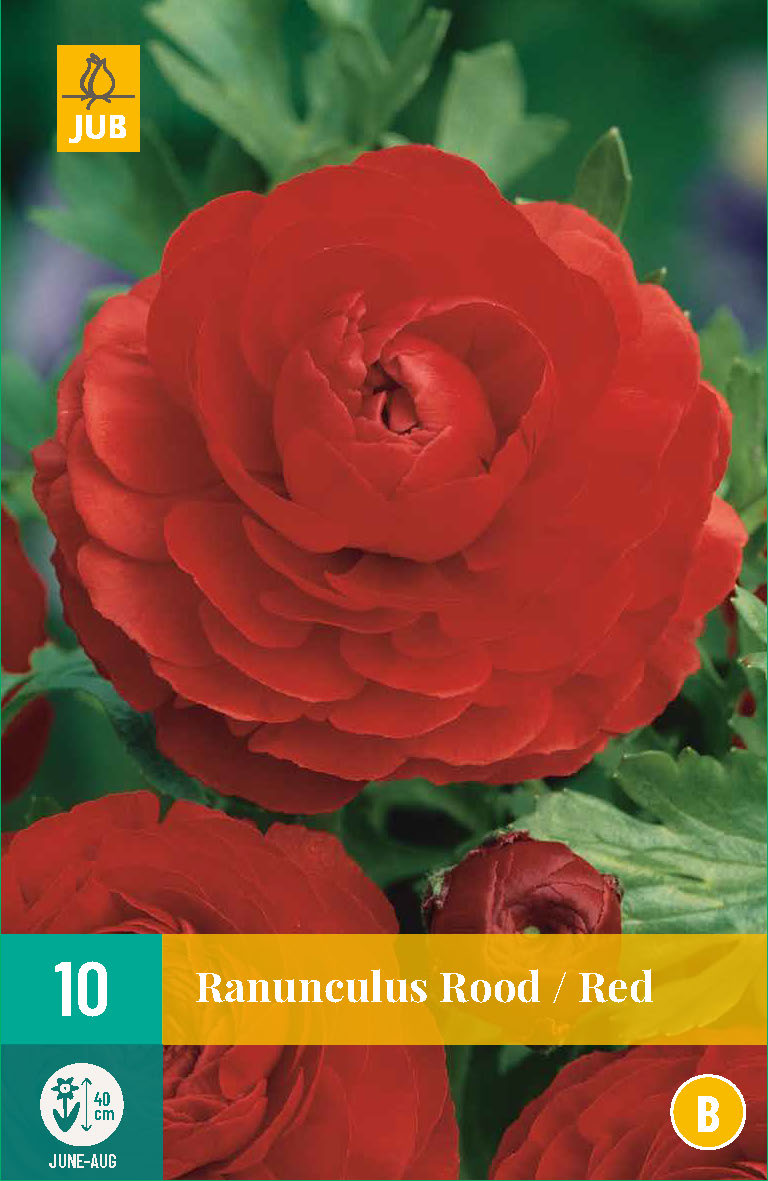 Āzijas gundega Red 6/7 (10 gab. paciņā)