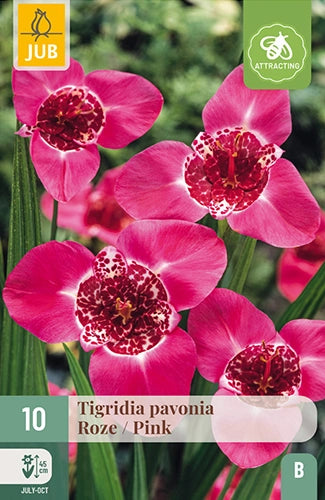 Tigrīdija Pavonia Pink (10 gab. paciņā)