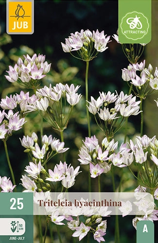 Tritēlija Hyacinthina (25 gab. paciņā)