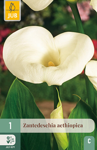 Etiopijas dižkalla (zantedešija)  Aethiopica (1 gab. paciņā)