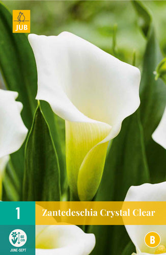 Etiopijas dižkalla (zantedešija) Crystal Clear 14/16 (1 gab. paciņā)