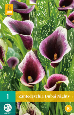 Etiopijas dižkalla (zantedešija) Dubai Nights 14/16 (1 gab. paciņā)