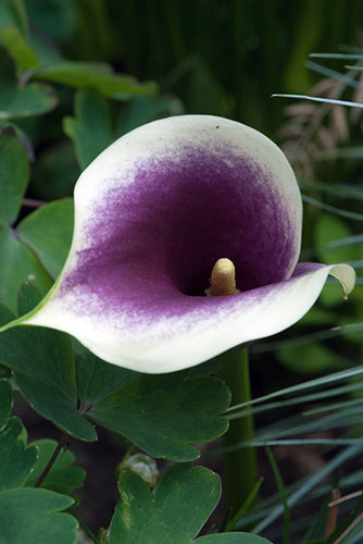 Etiopijas dižkalla (zantedešija) Picasso 14/16 (1 gab. paciņā)