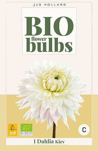 Dārza dālija Kiev (BIO) (1 gab. paciņā)