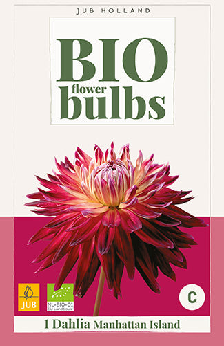 Dārza dālija Manhattan Island (BIO) (1 gab. paciņā)