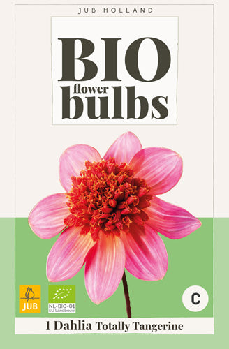 Dārza dālija Totally Tangerine (BIO) (1 gab. paciņā)