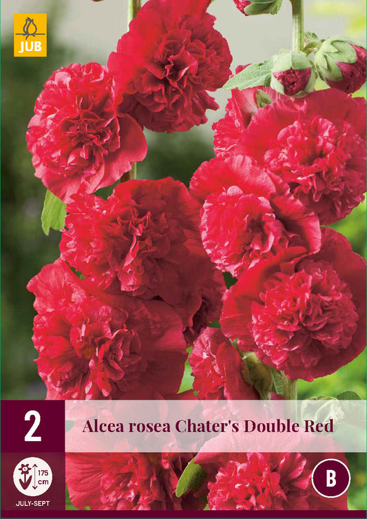 Parastā kāršroze Chater's Double Red (2 gab. paciņā)