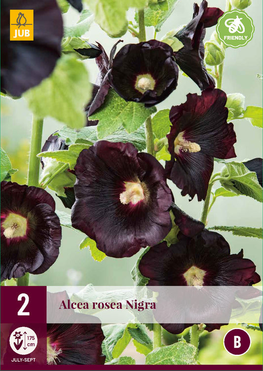 Parastā kāršroze Nigra (2 gab. paciņā)