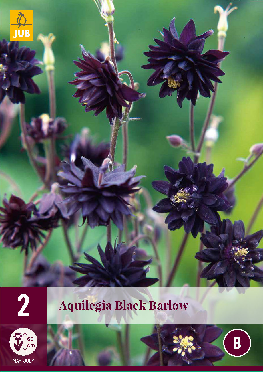 Ozolīte Black Barlow (2 gab. paciņā)