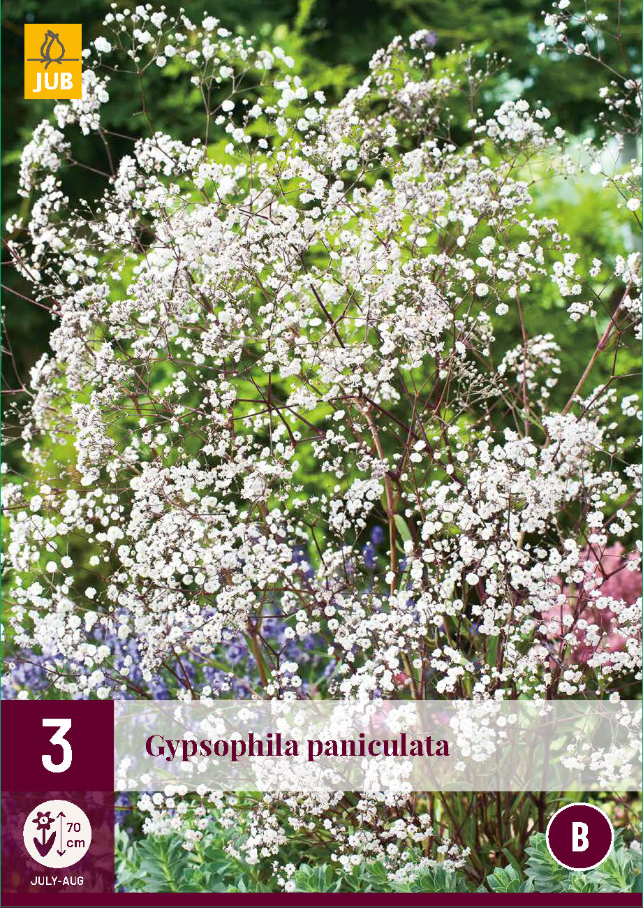 Skarainā ģipsene  (3 gab. paciņā)