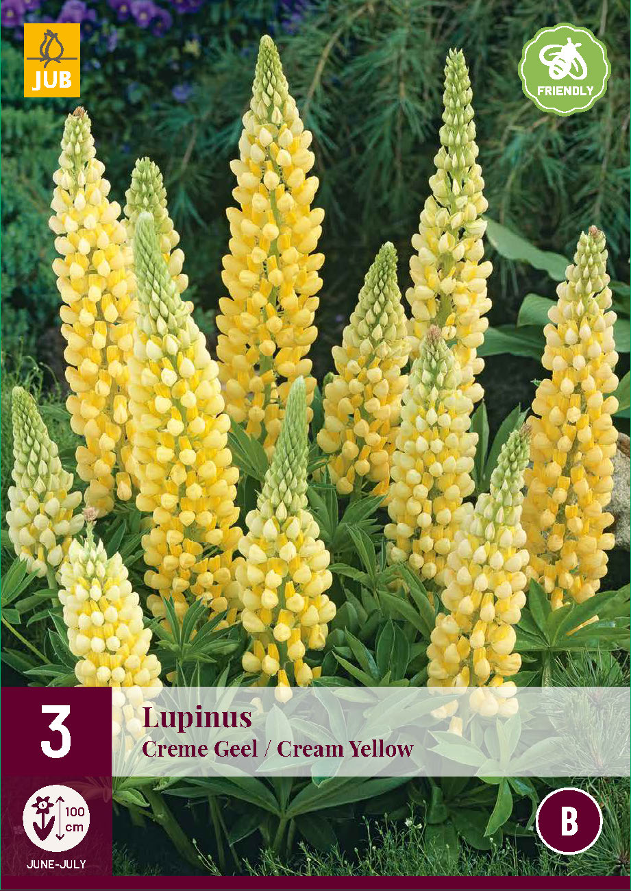Lupīna Creme Yellow (3 gab. paciņā)