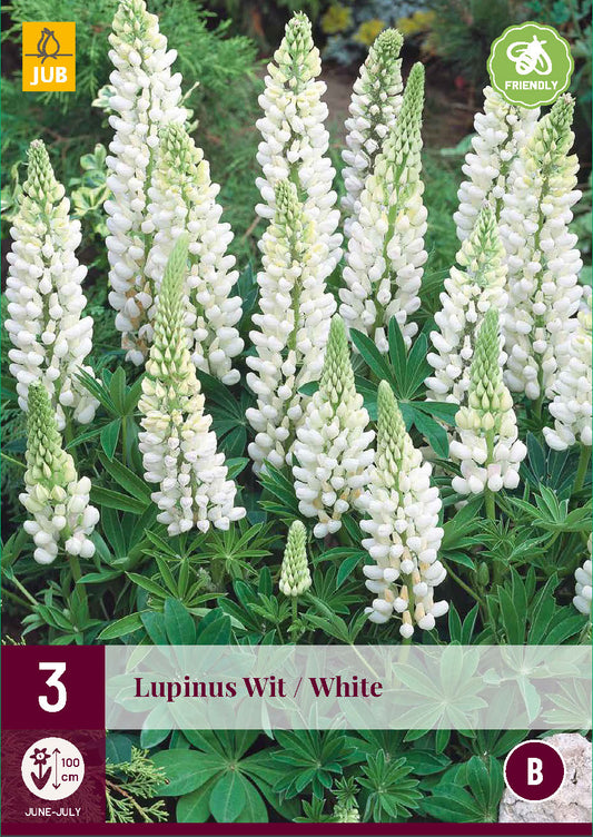 Lupīna White (3 gab. paciņā)