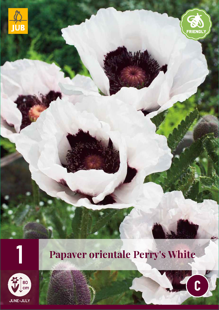 Austrumu magone Perry'S White (1 gab. paciņā)