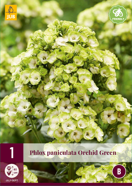 Skarainais floksis Orchid Green (1 gab. paciņā)