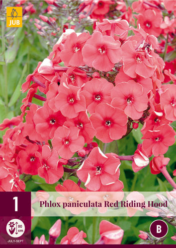 Skarainais floksis Red Riding Hood (1 gab. paciņā)