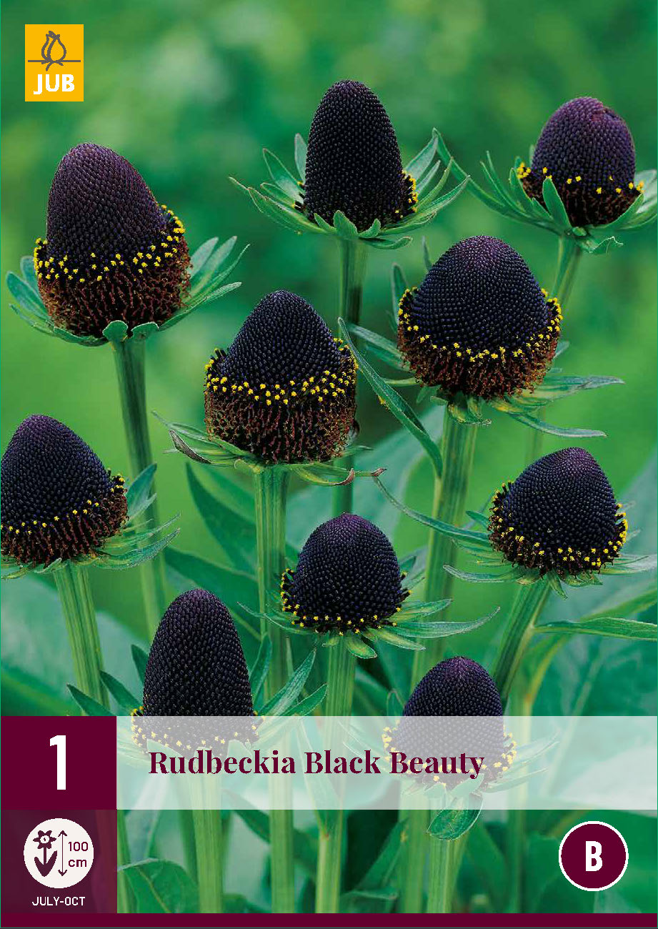 Rudbekija Black Beauty (1 gab. paciņā)