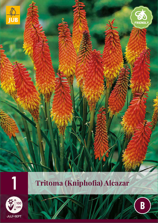 Ķekarainā knifofija Alcazar (1 gab. paciņā)