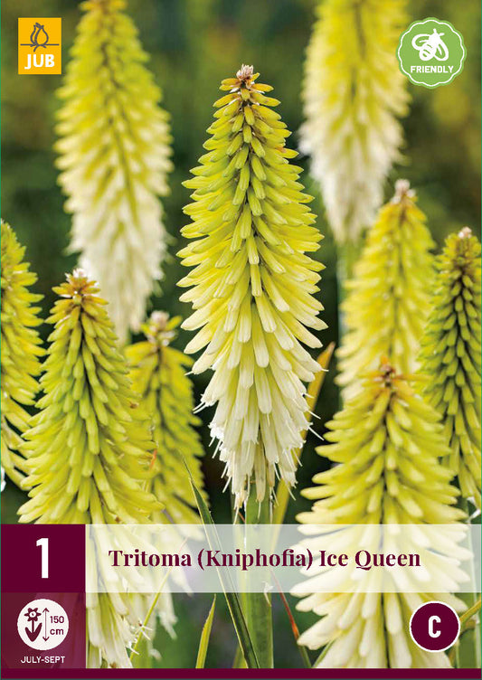 Ķekarainā knifofija Ice Queen (1 gab. paciņā)