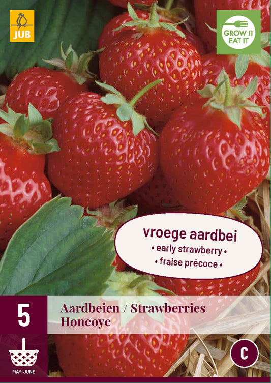 Dārza zemene Honeoye (5 gab. paciņā)