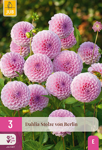 Dārza dālija Dahlia  Stolze von Berlin